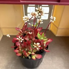 紅稚児 多肉植物 抜き苗 - メルカリ