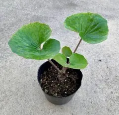 本日限り特価！岩手県産　天然葉わさび苗 100本 根付き 本日限り特価！岩手県産 天然葉わさび苗 100本 根付き 2020-04