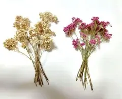 ①ライスフラワー　ドライフラワー　2色ミックス