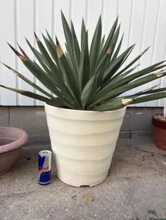 ふーちゃん様 リクエスト 4点 まとめ商品