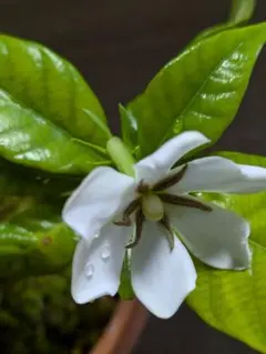 クチナシ 盆栽 苔玉 鉢植え 常緑樹のサムネイル