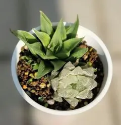 カ*メ様 【ピンク斑入りの極上個体】ハオルチア 宝石窓タイプ 群生株 多肉植物 カ*メ様 【ピンク斑入りの極上個体】ハオルチア 宝石窓タイプ