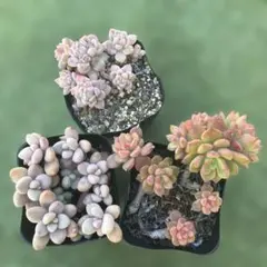 紅花ビット錦／ダウニー錦 多肉植物 エケベリア 美斑入り 新種 抜き苗