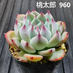 桃太郎 960 エケベリア 多肉植物 抜き苗