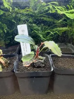 2026年最新】ブセファランドラ レッドの人気アイテム - メルカリ