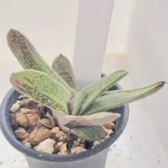 2026年最新】ガステリア多肉植物の人気アイテム - メルカリ