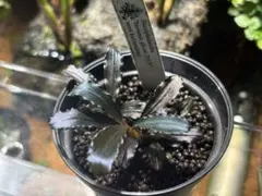 Bucephalandra sp.Ghost kalimantan - メルカリ