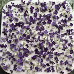 No,934 アリッサム280輪＋α　ドライフラワー花材