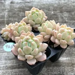 SALE❗️962多肉植物 エケベリア アイスソール 抜き苗 4苗セット