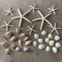 貝殻セット　海　ウエディング　インテリア小物