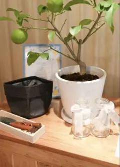 【植樹セレモニー】人前式 植樹の儀 レモン 結婚式　ウェディング　ブライダル