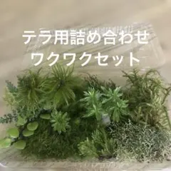 こーた☺️様 リクエスト 2点 まとめ商品