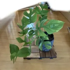 こ*う様 1 モンステラ デリシオーサ 'イエロームーン'ライム色 黄金葉