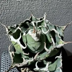 2025年最新】悪魔くん アガベの人気アイテム - メルカリ