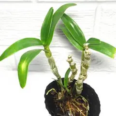 2026年最新】デンドロビューム苗の人気アイテム - メルカリ