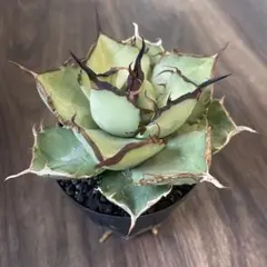 2026年最新】イランアガベの人気アイテム - メルカリ