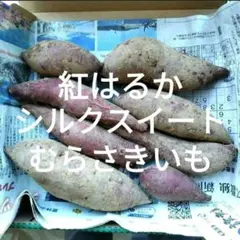 新潟 南魚沼産 さつまいも 紅はるか シルクスイート むらさきいも ３種