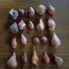 チューリップの球根20個