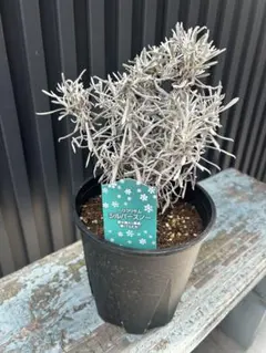 AMIGOO様 リクエスト 2点 まとめ商品