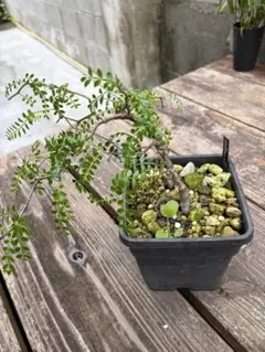 オペルクリカリア パキプス 塊根植物 実生のサムネイル