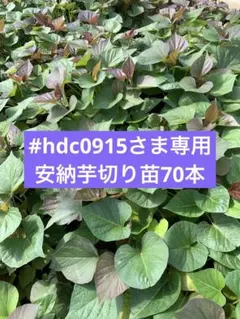 サツマイモ苗 安納芋70本