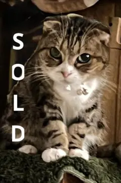 天然石 水晶 ハート ✴︎ 蝶羽 とんぼ玉 ローズクォーツ 薔薇彫 デザインブレス