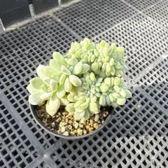 韶秀超大綴化 アエオニウム 多肉植物 抜き苗 名前付き発送 2025年最新】アエオニウム綴化の人気アイテム - メルカリ