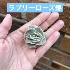 2026年最新】ラブリーローズ錦の人気アイテム - メルカリ