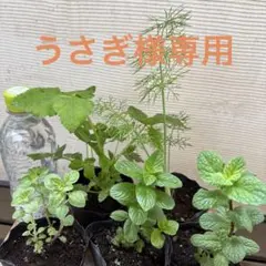 うさぎ様専用ハーブ苗5種 フェンネル、三つ葉、オレガノ、ミント