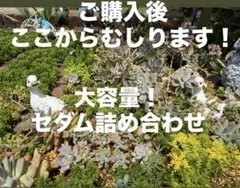 大粒虹の玉、センペル入り！超大容量！セダム詰め合わせ