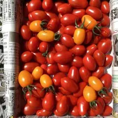 農薬不使用　シュガープラムとアイコ　1kg ②のサムネイル