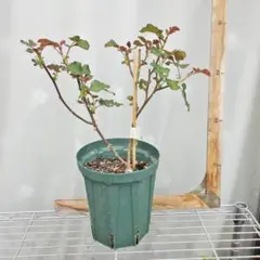 Chocogirl様 リクエスト 2点 まとめ商品