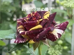 接ぎ木バラ苗 ア◯◯カ◯◯ラ 人気切花品種♡おしゃれモダンローズ