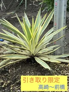 ユッカ ブライトスター 7号鉢つき 幹立ち❗ ② - メルカリ