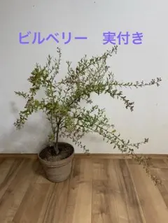 常緑樹 グレビレア サンキストウォーターズ 斑入り 長さ約65cm 5号
