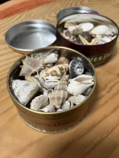 【まとめ売り】天然貝殻(巻貝、宝貝、ウニの殻、ホタテ系の貝殻、アサリ系貝殻など)