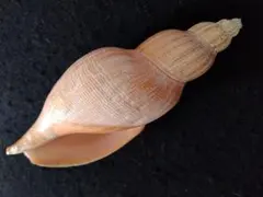貝殻の標本 ＊ ベトナムワダチバイ - メルカリ