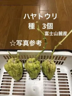 2026年最新】ハヤトウリ種の人気アイテム - メルカリ