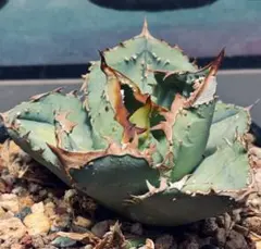 2026年最新】アガベ 大型の人気アイテム - メルカリ