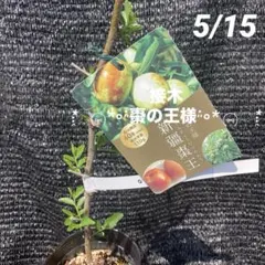 ⑧*:ஐ超巨大な実がたわわに実るナツメの王様*:ஐ接木・棗・苗木【新疆棗王】４号のサムネイル