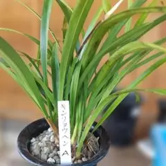 けいちゃん様専用 キンリョウヘン原種2鉢セット - メルカリ