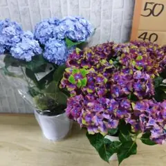 福岡県鬼木様の紫陽花☆筑紫路風　寄せ植えミックス☆14号鉢☆購入希望コメント〜 福岡県鬼木様の紫陽花☆筑紫路風☆4号鉢☆ - メルカリ