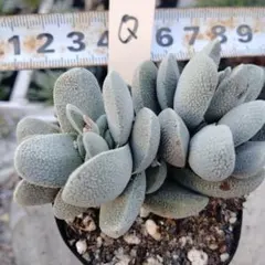 midoko様 リクエスト 2点 まとめ商品