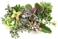 多肉植物　カット苗セット　1パック