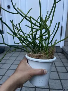 ミルクブッシュ　抜き苗のサムネイル