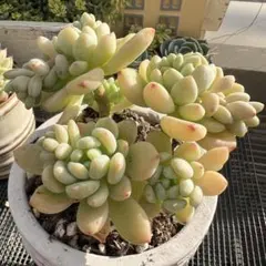 2026年最新】クラバツム 多肉の人気アイテム - メルカリ