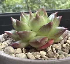 か*り様 No.g921新入荷　羽睫　エケベリア　多肉植物　撮影12月12日