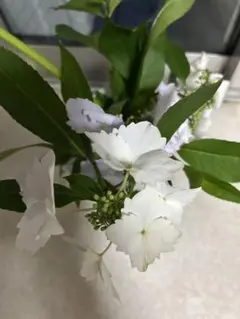 花苗】紫陽花 月うさぎ 5号 底面給水鉢 メルカリ便発送 島根県 - メルカリ