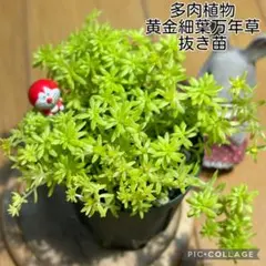 多肉植物 セダム 斑入りミモザ 20カット - メルカリ
