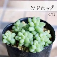 2026年最新】多肉 植物 抜き 苗の人気アイテム - メルカリ